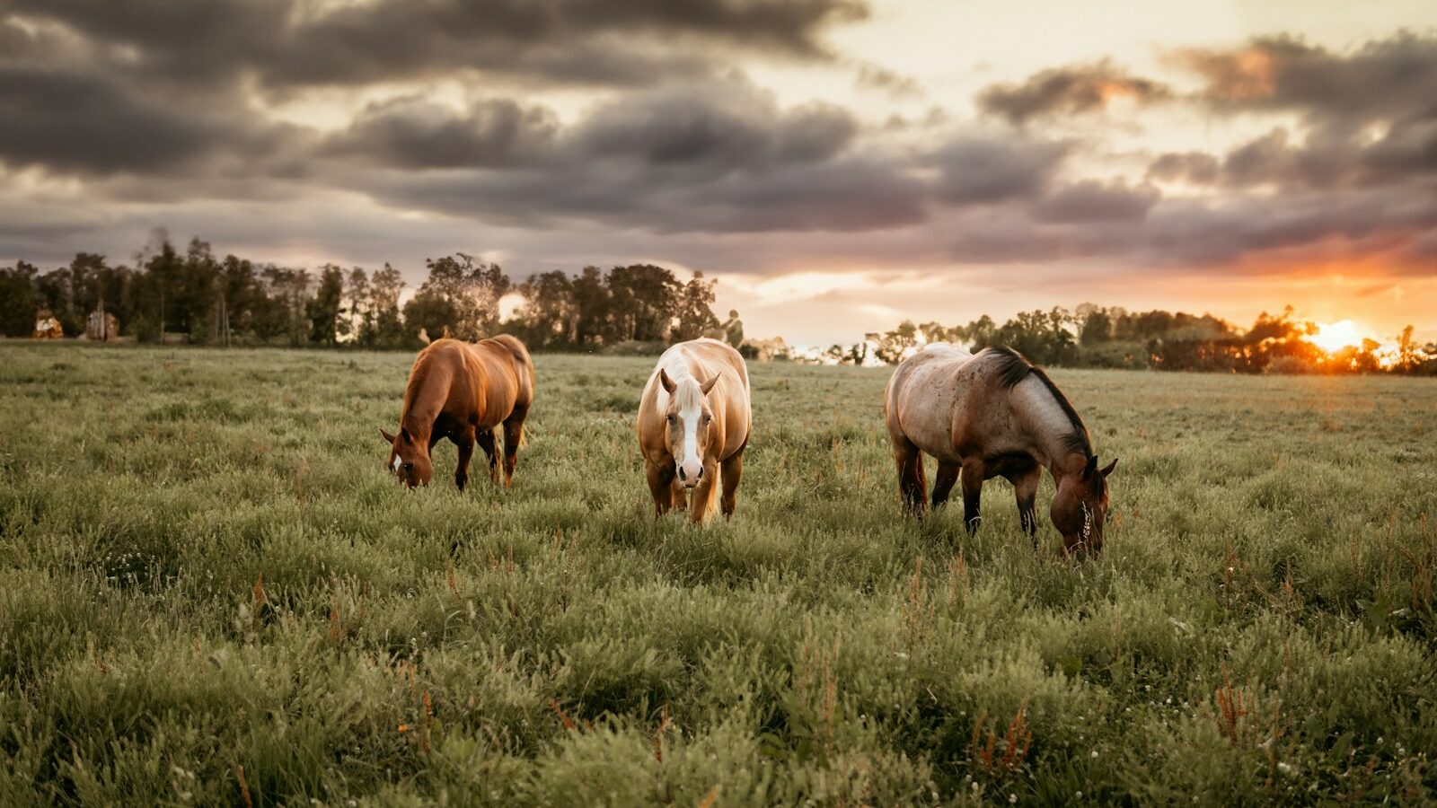 three horses grazing in a field at sunset