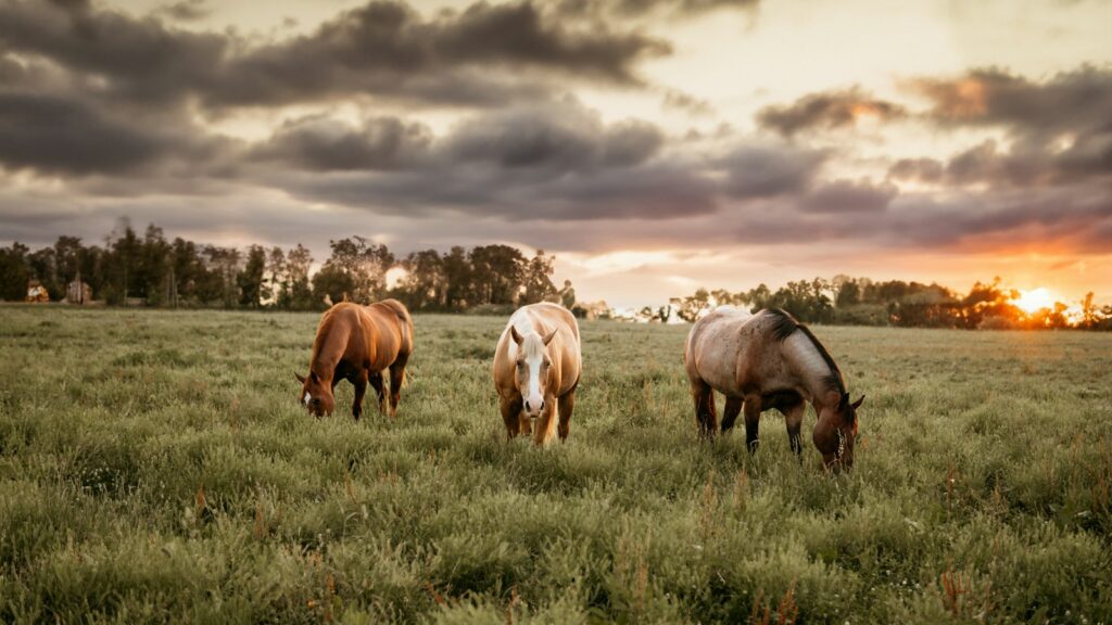 three horses grazing in a field at sunset