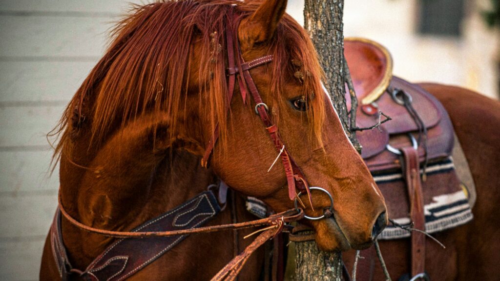 brown horse with brown leather horse saddle