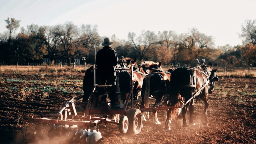 people riding horses on field during daytime