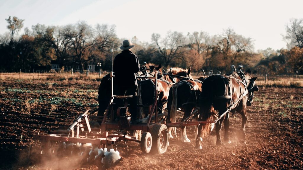 people riding horses on field during daytime