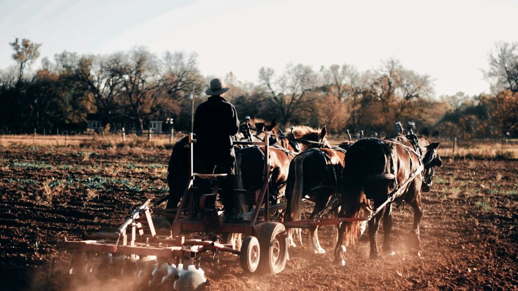 people riding horses on field during daytime