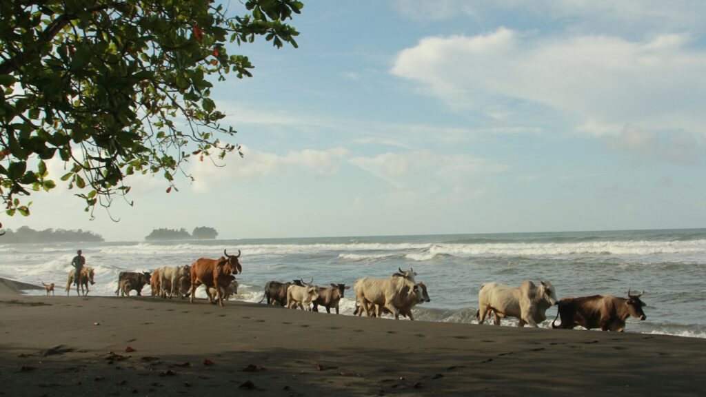 a herd of cattle walking along a beach next to the ocean