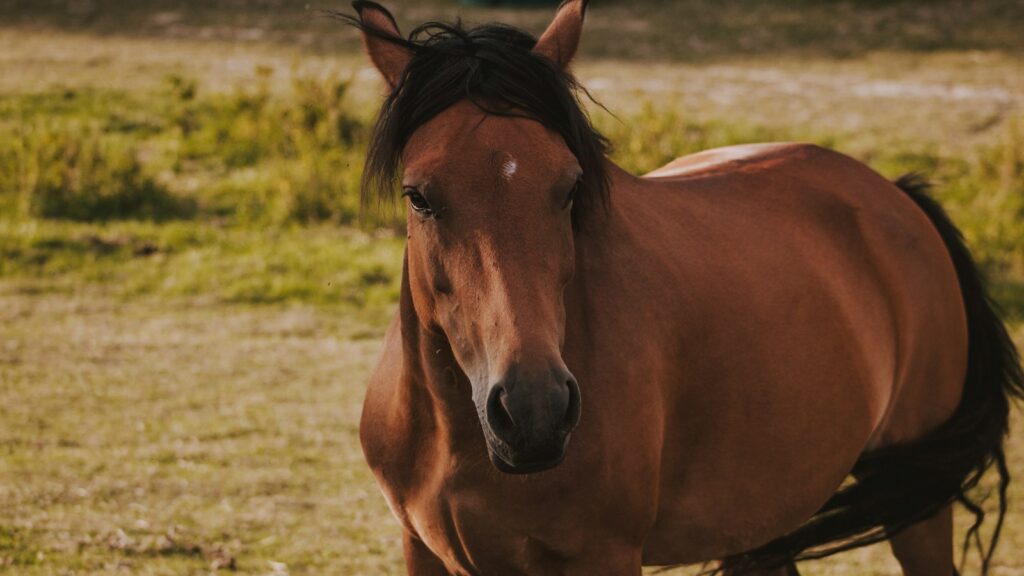 brown horse