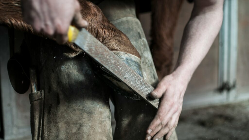 A man holding a horse's hoof against his knees and trimming it with a file