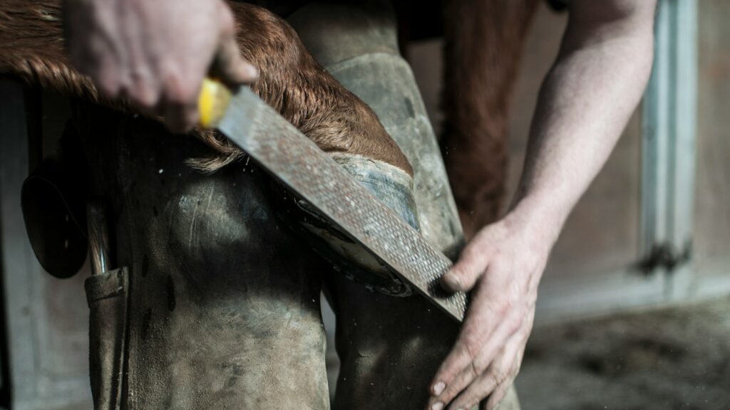 A man holding a horse's hoof against his knees and trimming it with a file