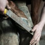 A man holding a horse's hoof against his knees and trimming it with a file