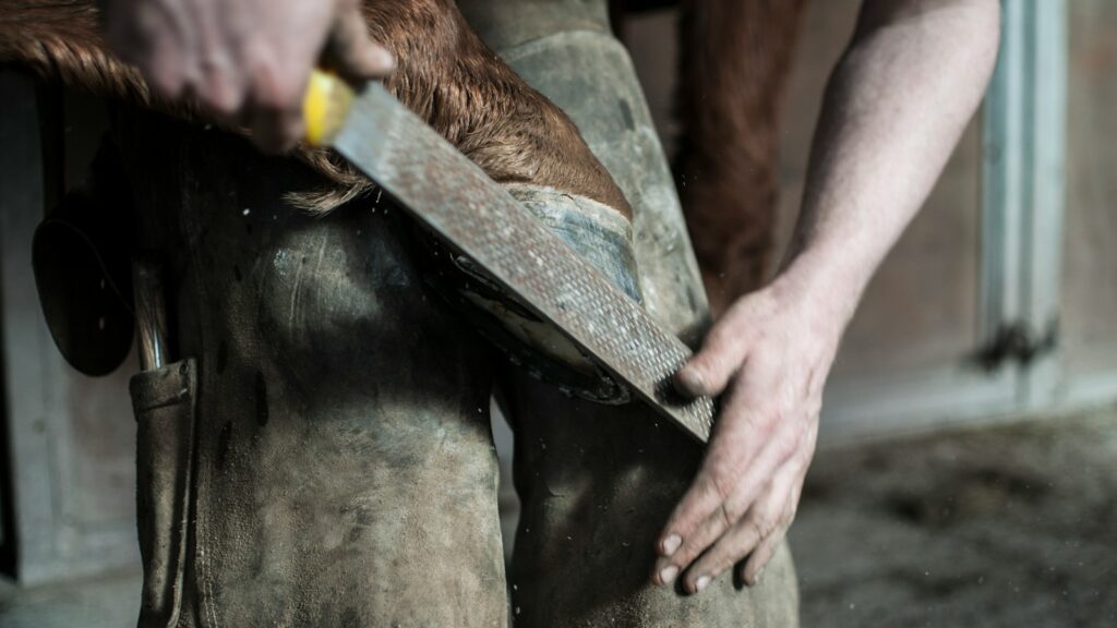 A man holding a horse's hoof against his knees and trimming it with a file