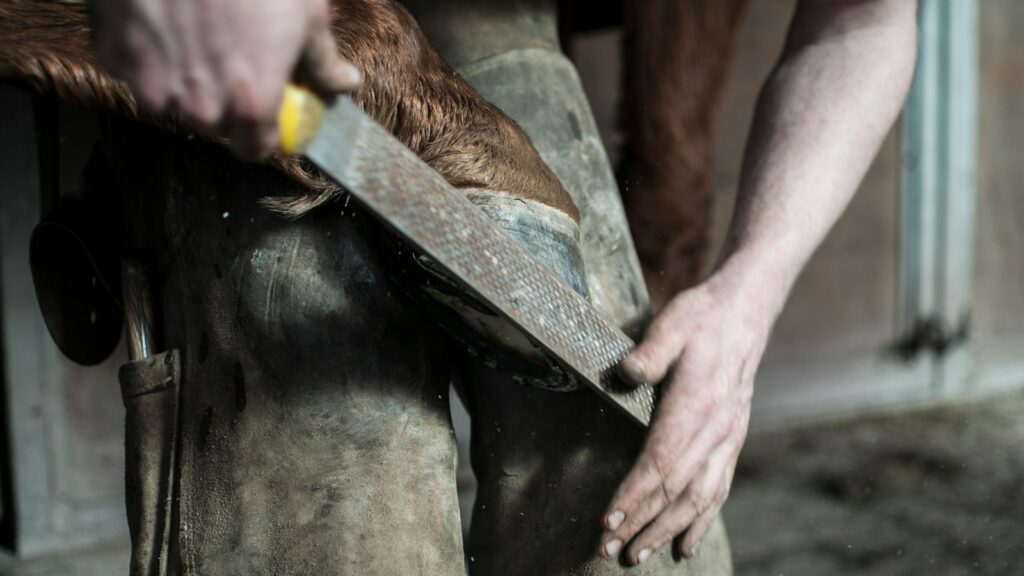 A man holding a horse's hoof against his knees and trimming it with a file