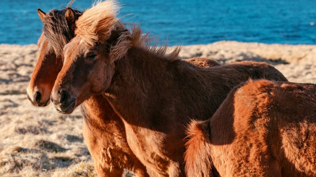 two brown horses on brown sand
