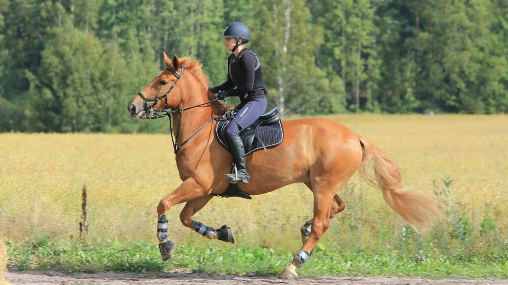 woman in black leather jacket riding brown horse during daytime