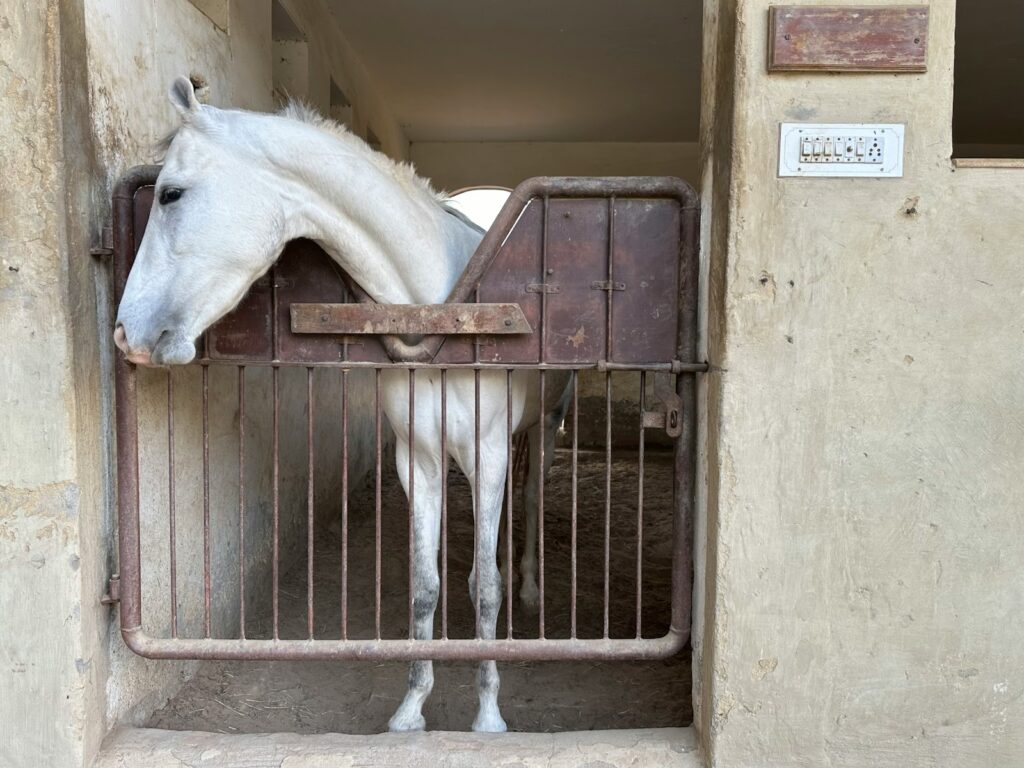 A white marwari horse is standing in a stable