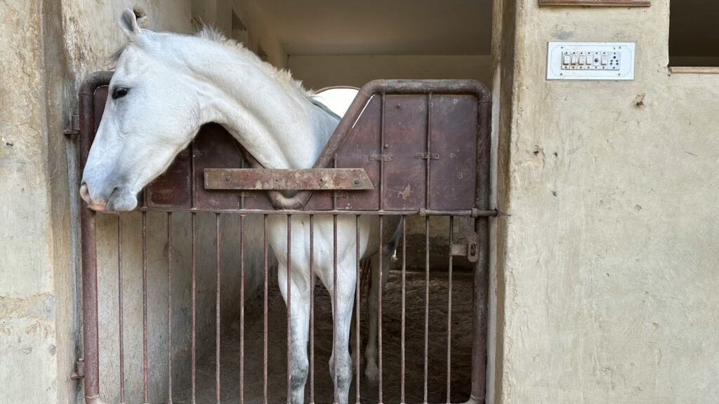 a white horse is standing in a stable