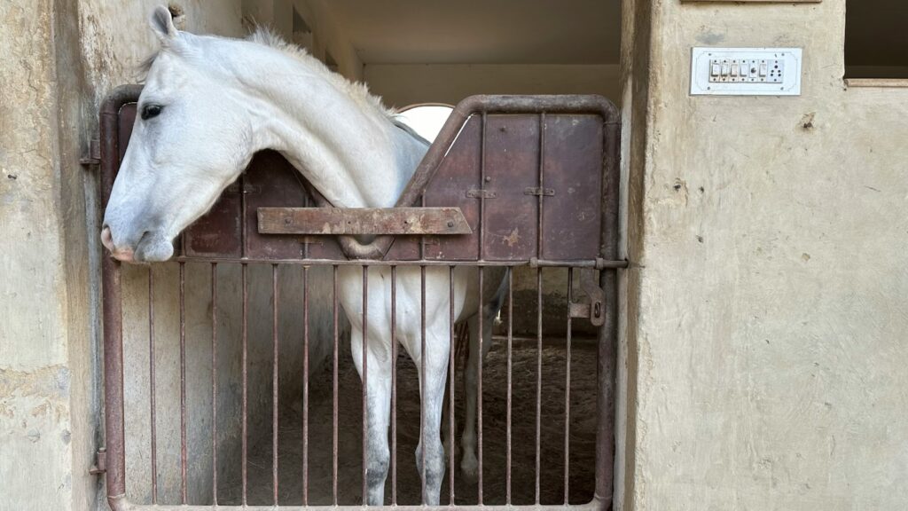 a white horse is standing in a stable
