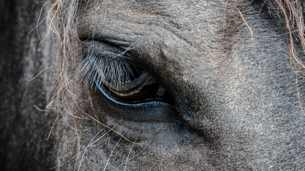 a gray horse eye