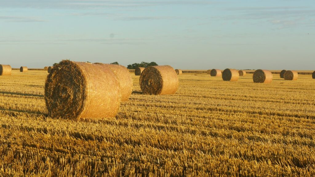 Hay bales in a field under blue sky