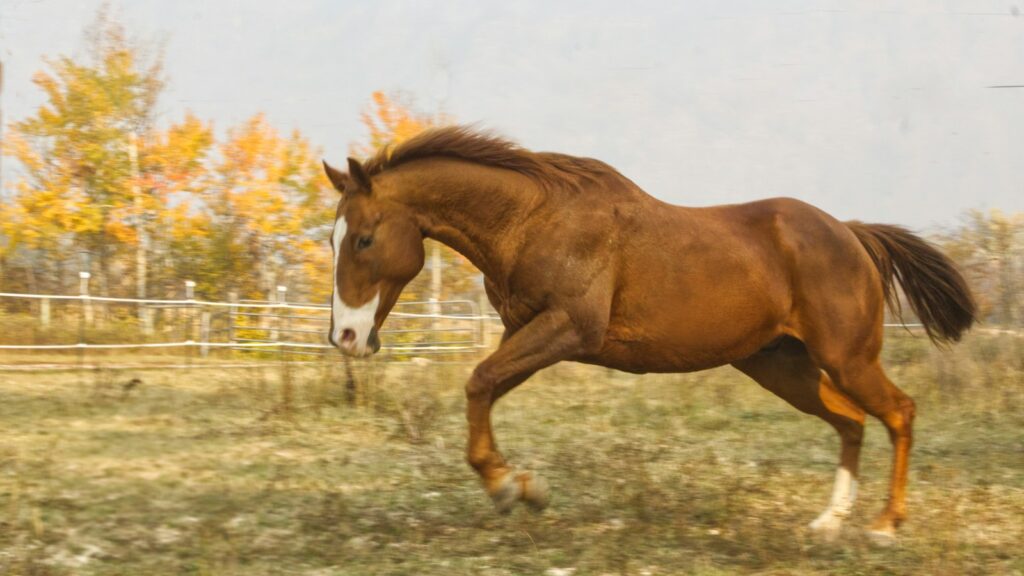 a horse running in a field