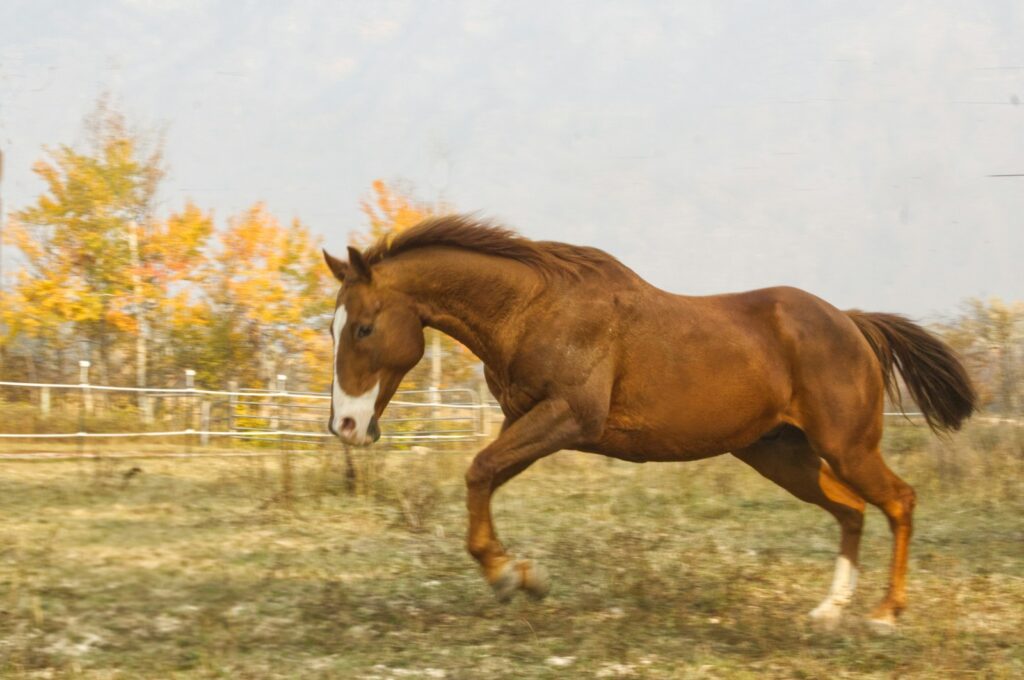 a horse running in a field