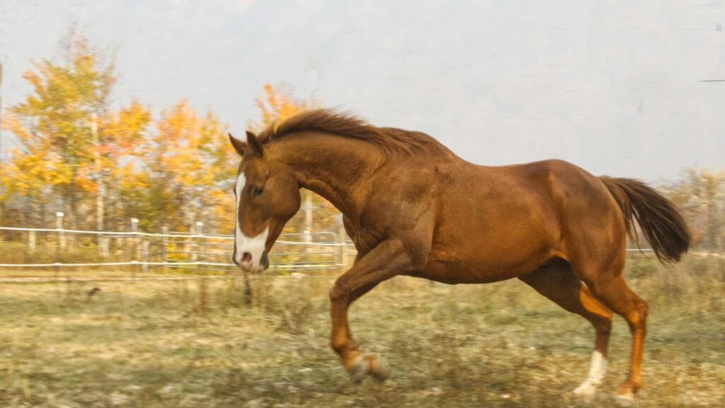 a horse running in a field