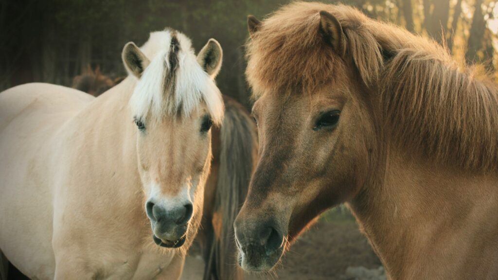 a couple of horses standing next to each other