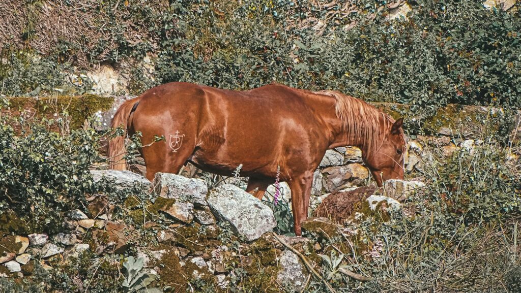 a brown horse standing next to a pile of rocks