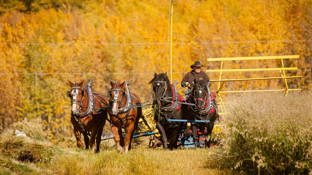 people riding horses on brown grass field during daytime