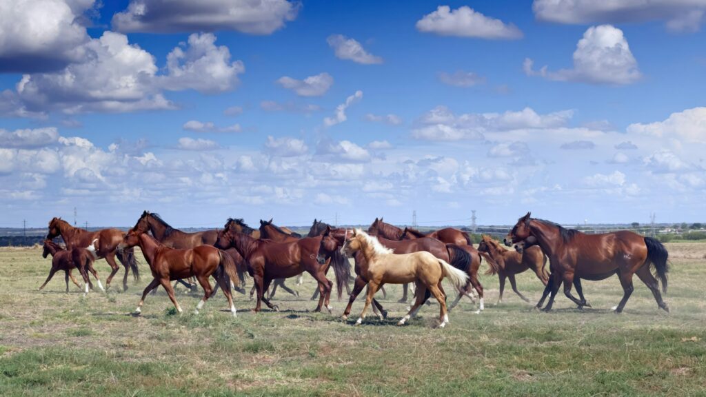A horse jingle in the Texas wide open spaces