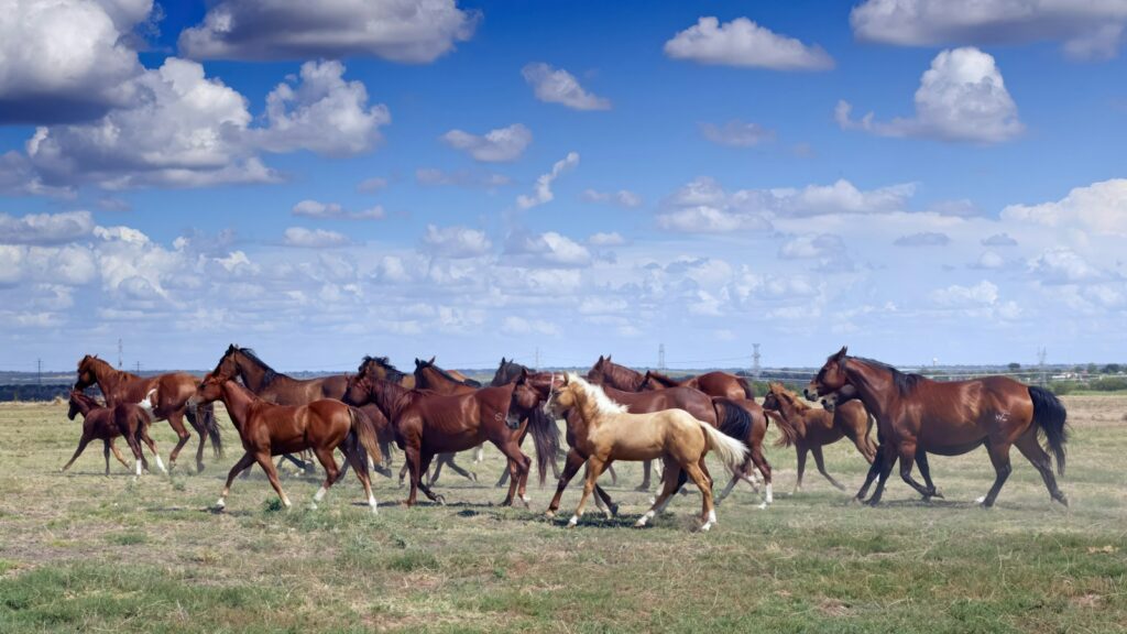 A horse jingle in the Texas wide open spaces