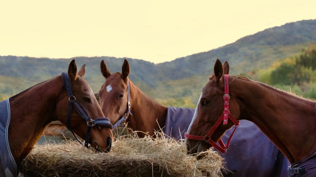 a group of horses standing next to each other