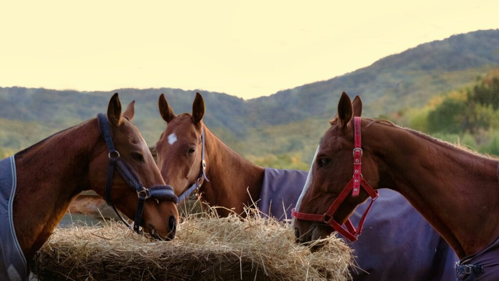 a group of horses standing next to each other