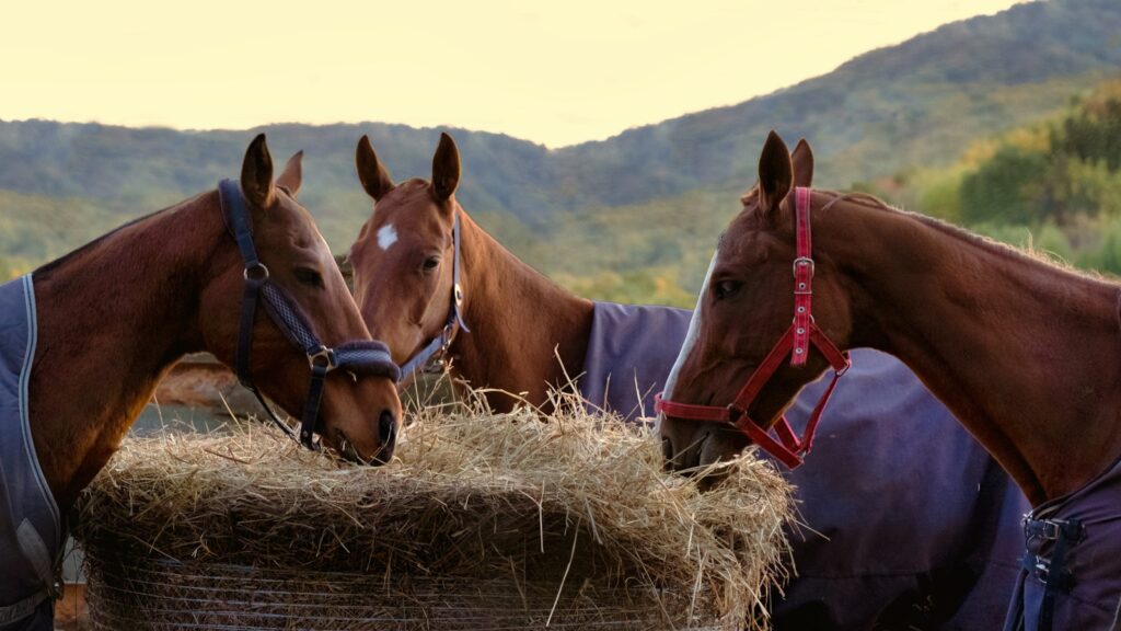 a group of horses standing next to each other
