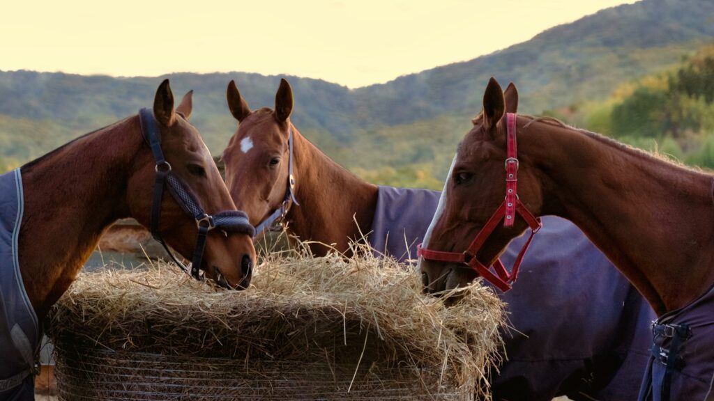 a group of horses standing next to each other