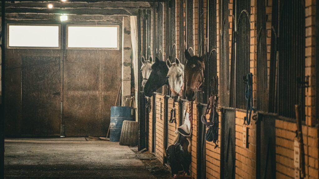 four horses in a stable with their heads in the stalls