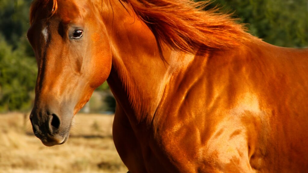 brown horse on brown field during daytime