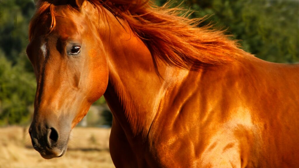 brown horse on brown field during daytime