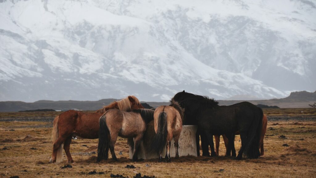 group of horses drinking from water well