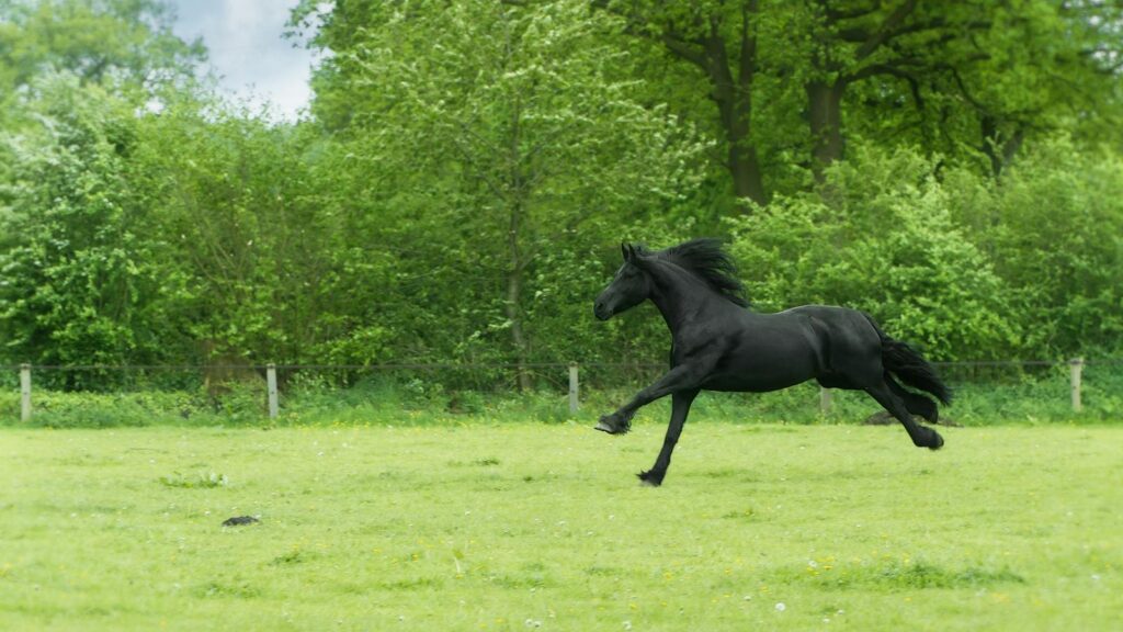 A powerful black horse runs freely in a lush green countryside field, surrounded by vibrant trees and natural beauty.