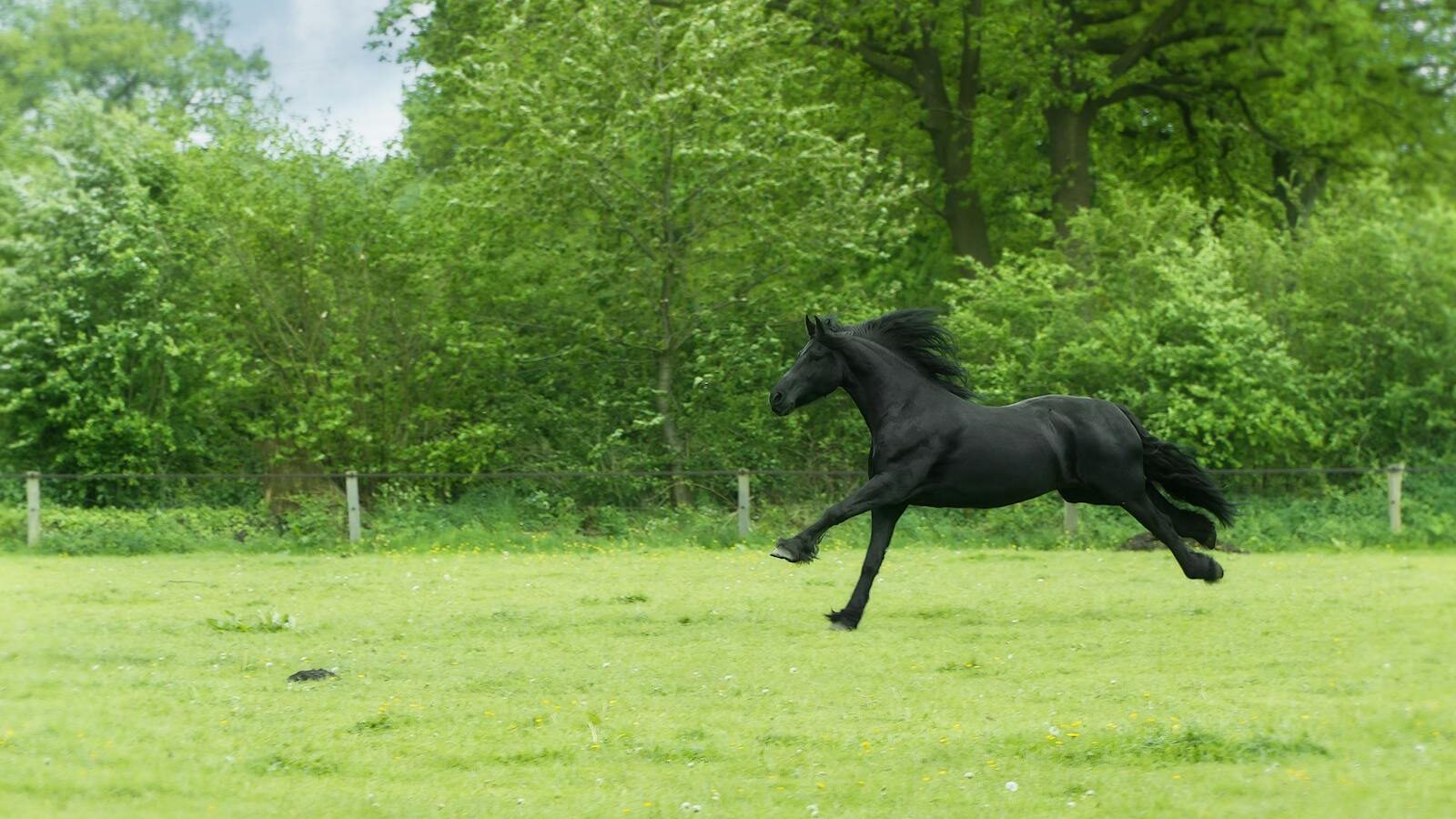 A powerful black horse runs freely in a lush green countryside field, surrounded by vibrant trees and natural beauty.