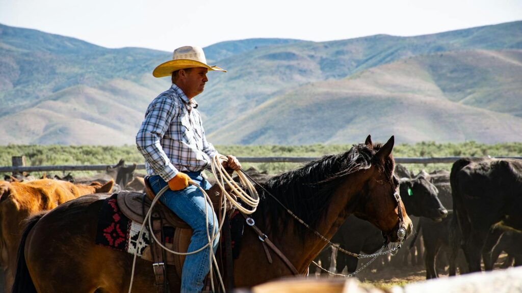A cowboy wearing a hat rides a horse in a rural ranch setting with a herd of cattle.