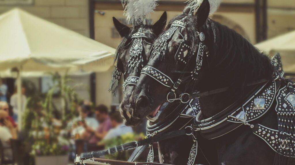 Elegant black horses with decorative harnesses in Kraków, Poland, vibrant street scene.