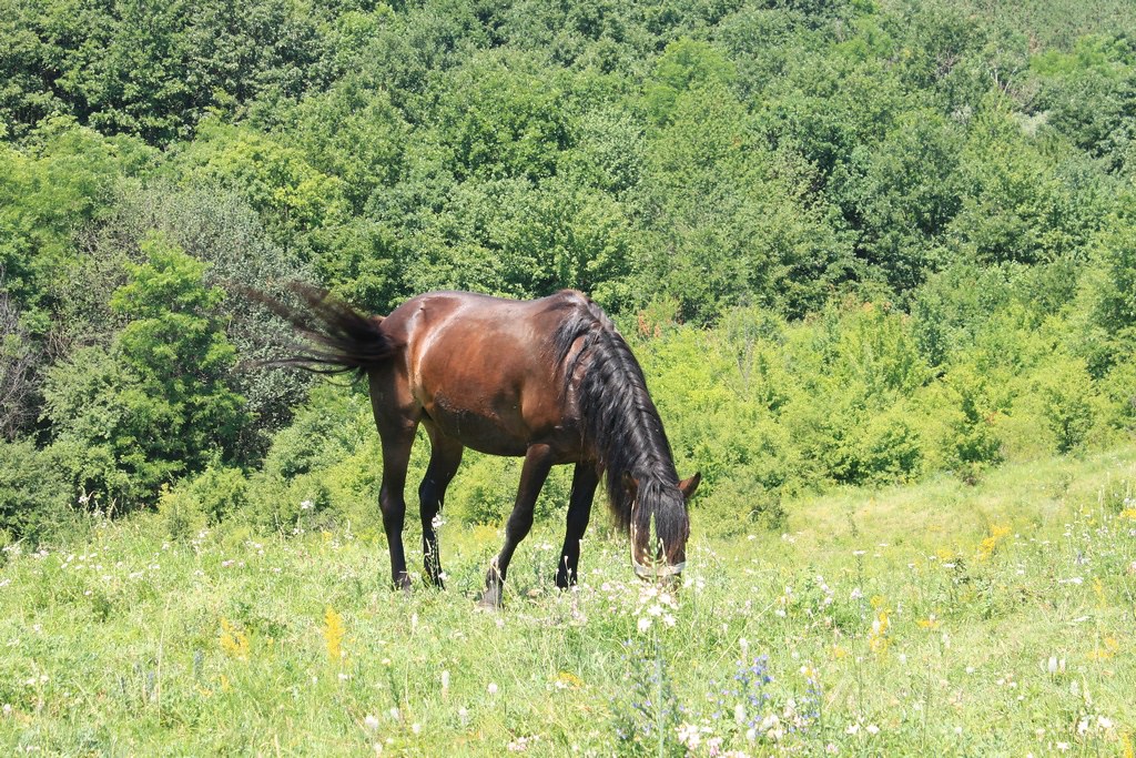 A horse grazing on grass