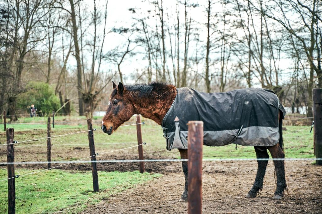 Horse wearing a winter coat stands in a muddy farm paddock surrounded by trees.