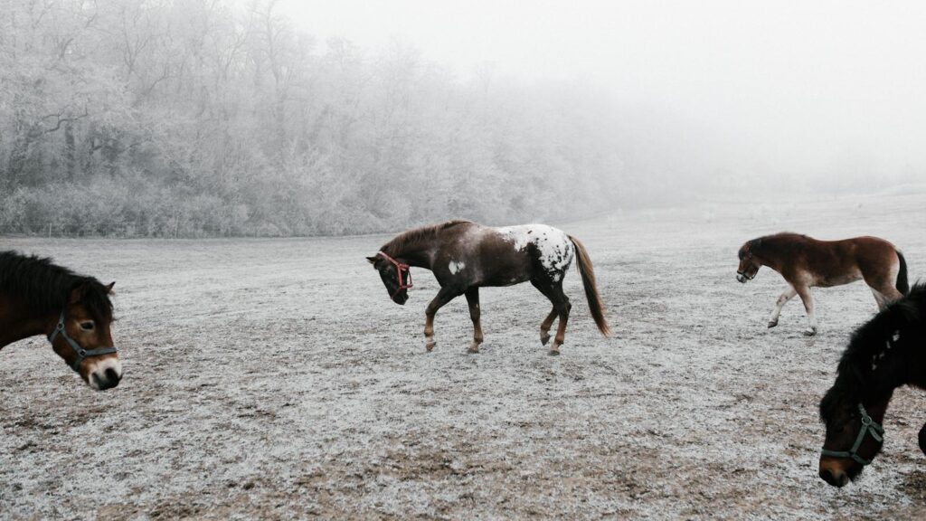 Horses grazing on a foggy winter day in a snowy field in Budapest, Hungary.