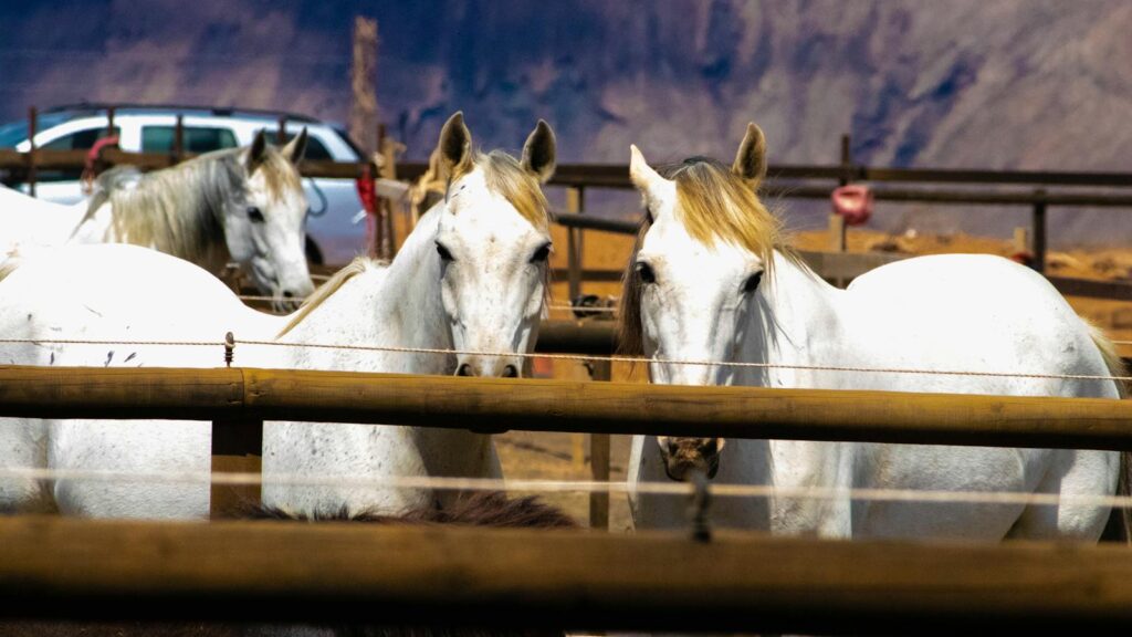 White horses in a paddock with a rustic backdrop in Teguise, Spain.