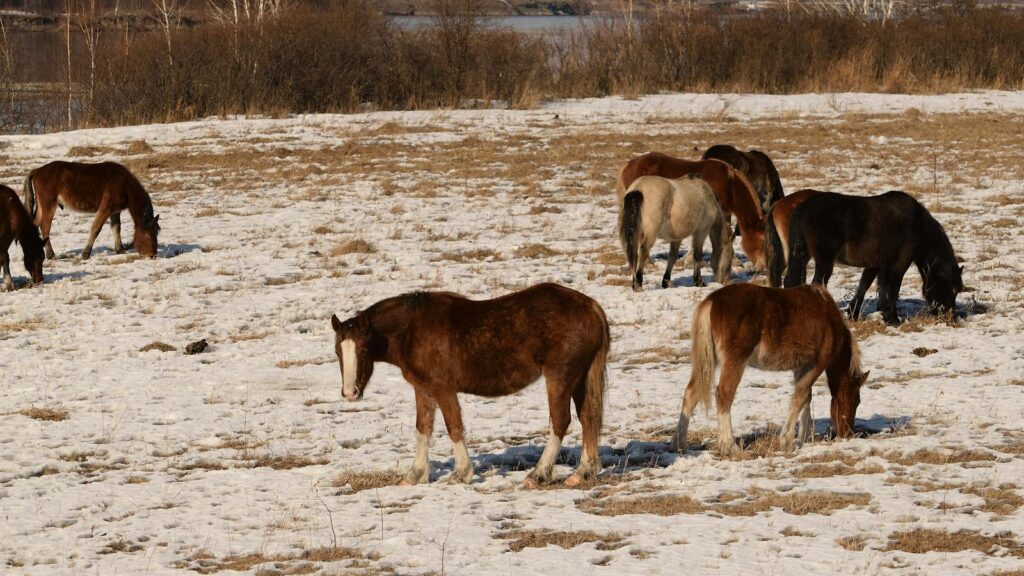 A group of horses grazing on a snowy field surrounded by winter vegetation and serene landscape.