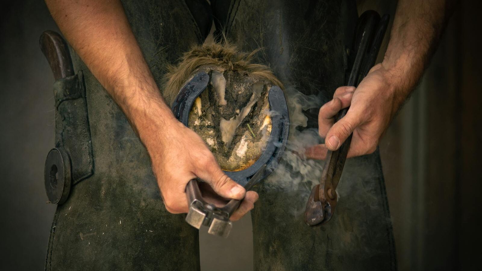 A farrier shaping a horseshoe on a horse's hoof with tools, showcasing skilled craftsmanship.