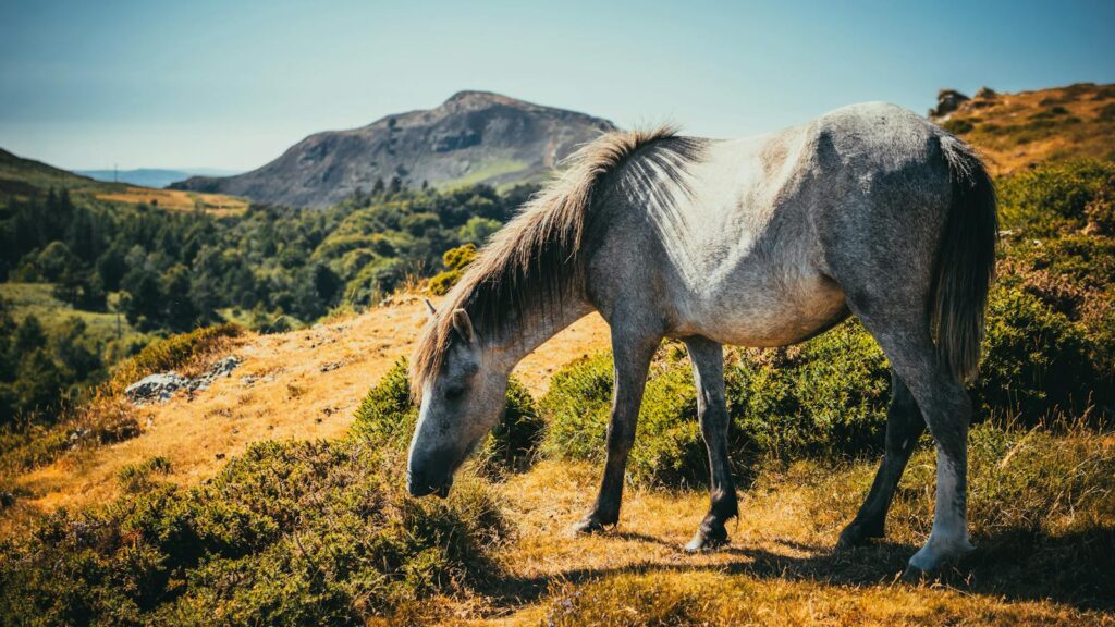 A serene grey horse grazes on a sunlit hillside, set against a backdrop of rolling hills and vibrant greenery.