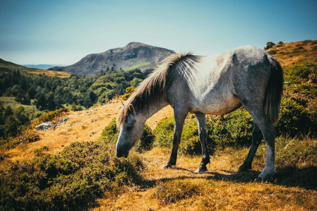 A serene grey horse grazes on a sunlit hillside, set against a backdrop of rolling hills and vibrant greenery.