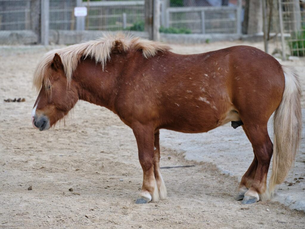 Brown miniature horse with a mane standing in an outdoor paddock.