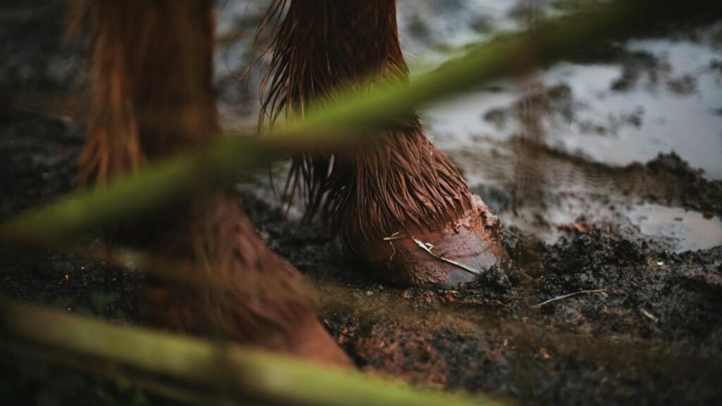 Detailed view of a horse's hoof in wet, muddy soil, captured outdoors.